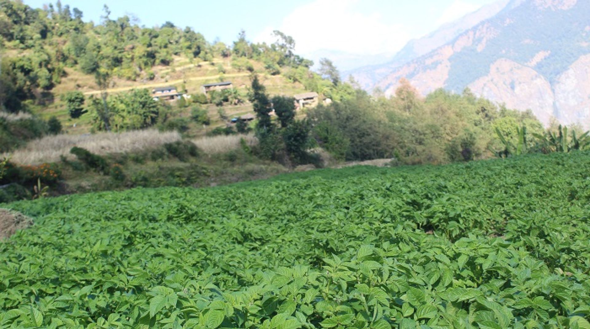 आलु खेतीतर्फ आकर्षित बन्दै म्याग्दीका किसान